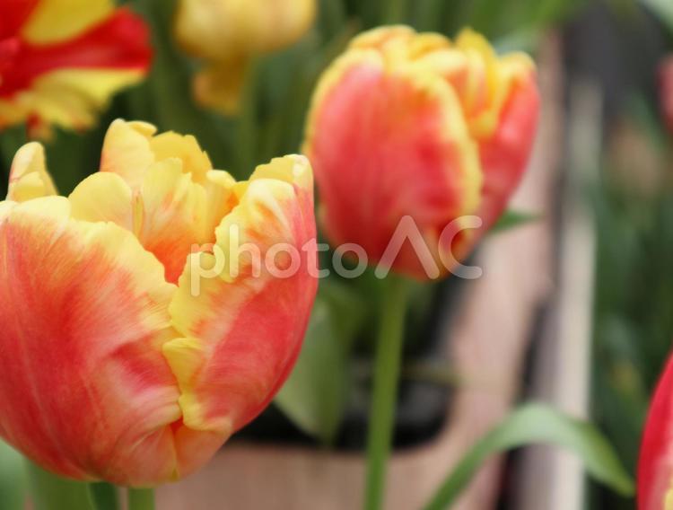 チューリップ チューリップ,花,春の写真素材