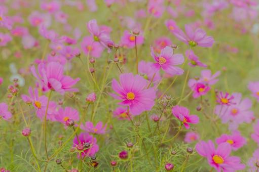 満開のピンクコスモスと優しい秋風 コスモス,ピンクの花,花畑の写真素材