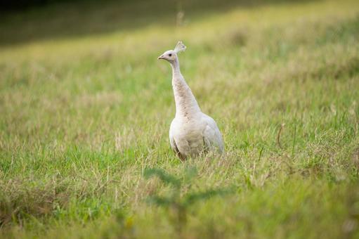 インドクジャク インドクジャク インドクジャク,クジャク,鳥の写真素材