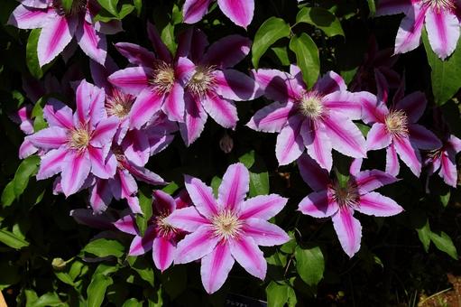 クレマチスの花 クレマチスの花 花,植物,ピンクの写真素材