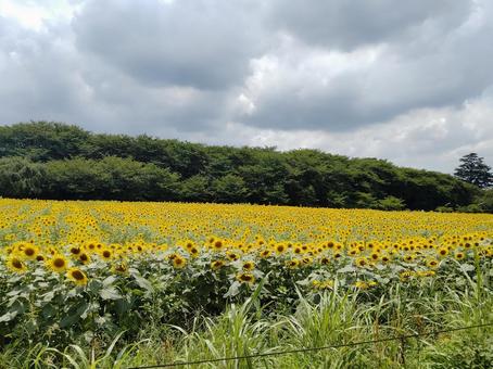 ひまわり畑 ひまわり畑の写真