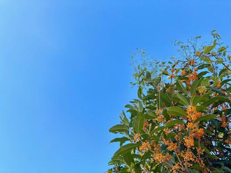 キンモクセイ4 きんもくせい,葉っぱ,オレンジの写真素材