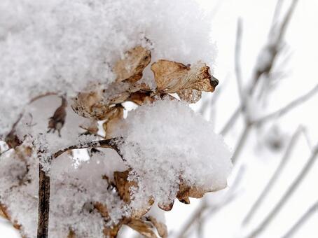 雪帽子 小さな世界,アート,マクロの写真素材