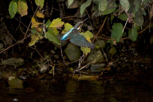飛翔するカワセミ 鳥,野鳥,カワセミの写真素材
