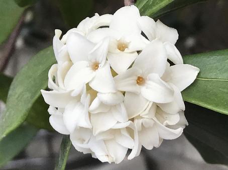 ジンチョウゲの花 ジンチョウゲの花の写真