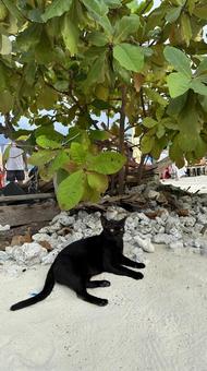ひなたぼっこ ひなたぼっこ ねこ,海辺,風景の写真素材