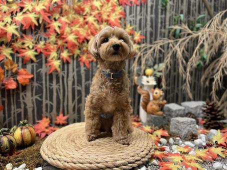 マルプー　けんけん 犬,かわいい,マルプーの写真素材