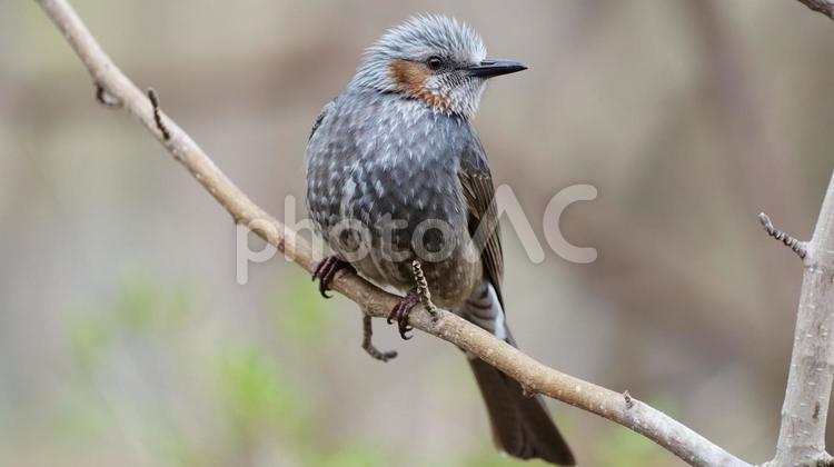 小枝で振り向くヒヨドリ 野鳥,鳥,ヒヨドリの写真素材