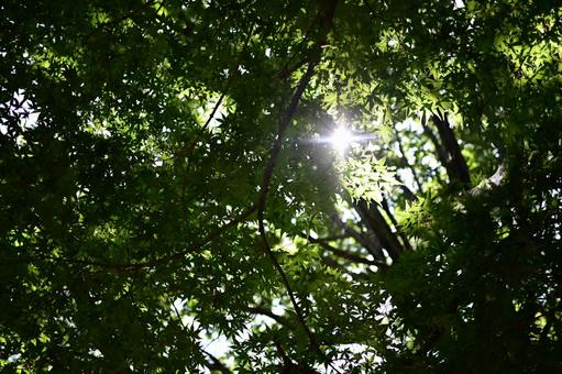 Sunlight filtering through the trees, the green glow of summer, JPG
