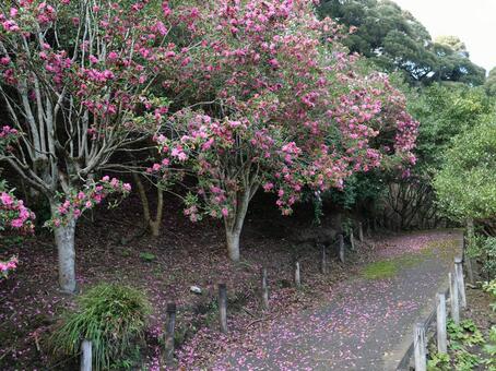 大島公園　山茶花の道 サザンカ,大島公園,伊豆大島の写真素材