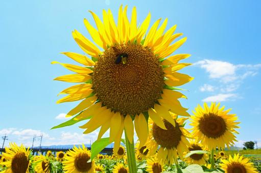 Refreshing sunflowers at Ogaki Sunflower Field, JPG Refreshing sunflowers at Ogaki Sunflower Field, JPG