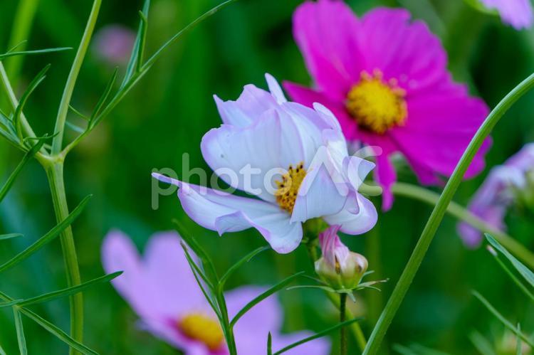 秋風に揺れるコスモス コスモス,秋桜,ピンクの写真素材