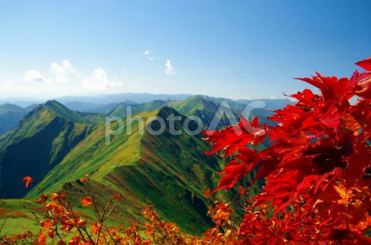 群馬県　紅葉シーズンの谷川岳　紅葉と尾根 谷川岳,紅葉,秋の写真素材