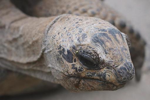 Photo, giant tortoise, turtle, tiny, 