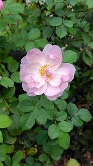 ピンクローズ 薔薇,ローズ,バラの写真素材