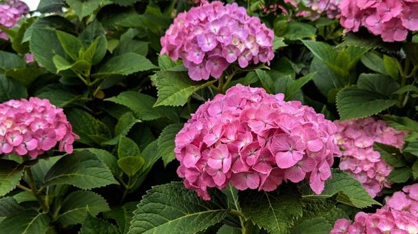 紫陽花 紫陽花の写真
