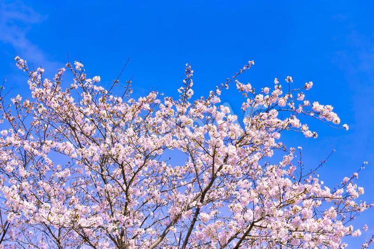 満開の桜と青空 いっぱい,木,枝の写真素材