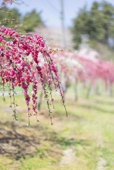 春の訪れを告げる満開のしだれ桃 桃,しだれ桃,花桃の写真素材