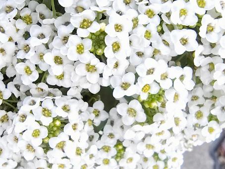 White Alyssum, JPG White Alyssum, JPG