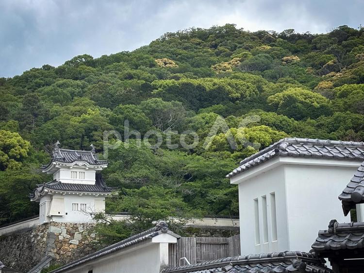 新緑に囲まれた龍野城跡 城,城跡,日本の風景の写真素材