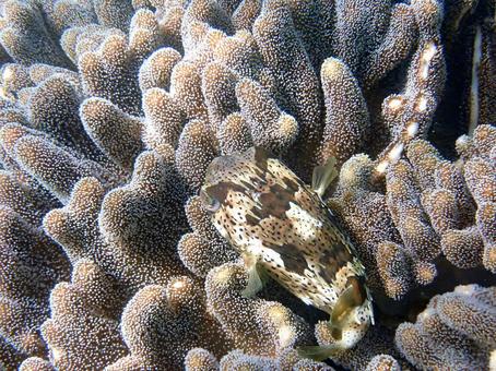 休憩するハリセンボン 休憩するハリセンボン 魚,沖縄,海の写真素材