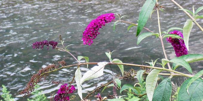 川岸に咲く紫色の可憐なライラックの花 川岸に咲く紫色の可憐なライラックの花の写真