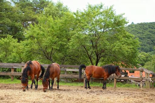 木曾馬4 木曾馬4の写真