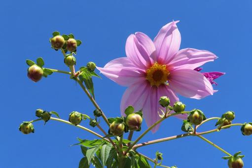 皇帝ダリア キダチダリア,皇帝ダリア,ダリアの写真素材