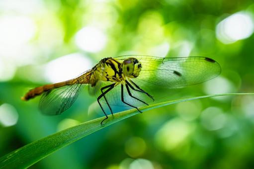 A red dragonfly resting in the shade, JPG