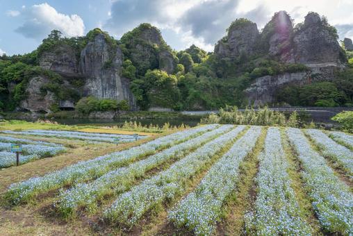 大分県のネモフィラ畑と青の洞門 大分県のネモフィラ畑と青の洞門 土壌,風景,フィールドの写真素材