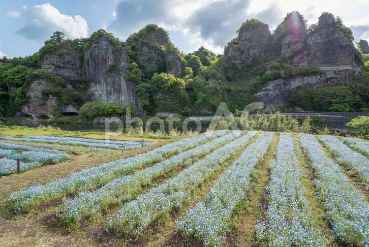 大分県のネモフィラ畑と青の洞門 土壌,風景,フィールドの写真素材