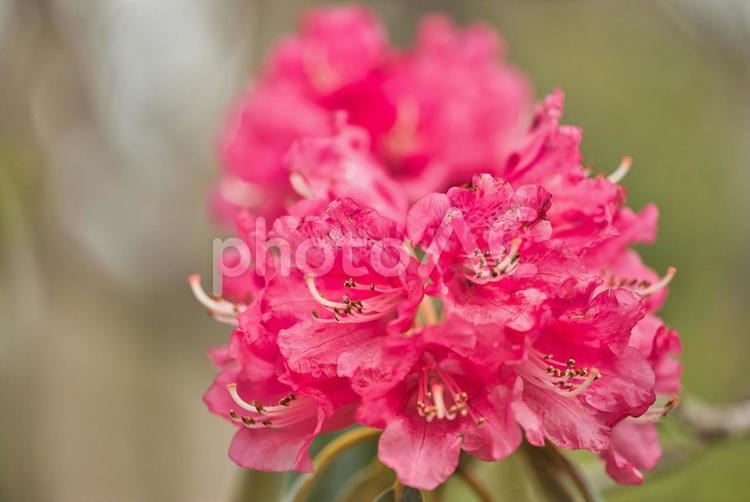 全部咲いたアザレア 植物,花びら,自然の写真素材
