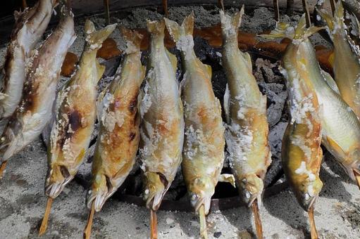 鮎の塩焼き 鮎,焼き魚,塩焼きの写真素材