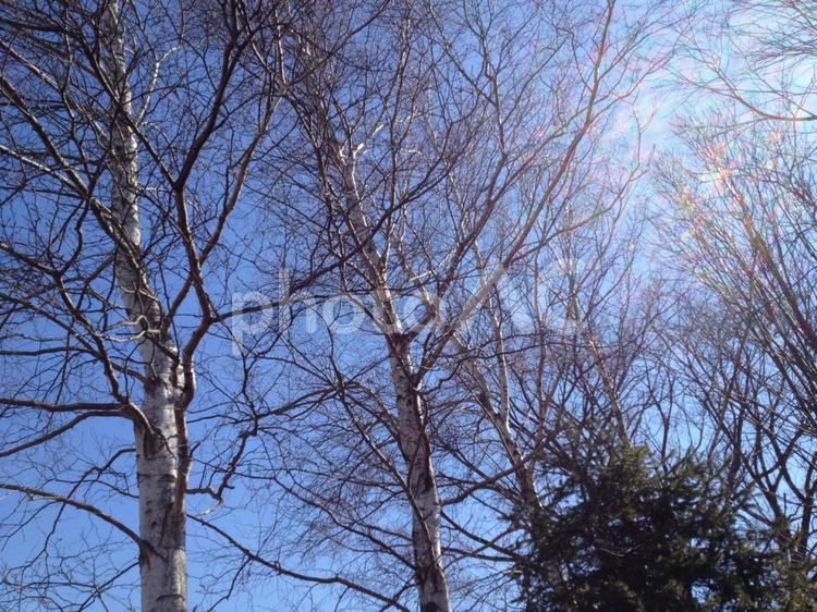 春の青空と枯れ木 春,青空,枯れ木の写真素材