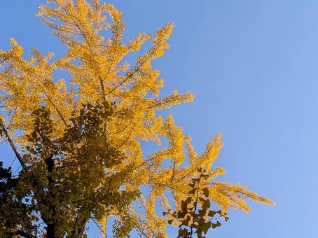 イチョウ イチョウ,黄色,空の写真素材
