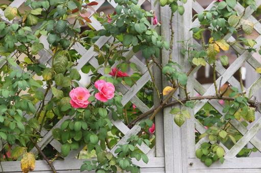 壁のバラ 壁のバラ バラ,薔薇,花の写真素材