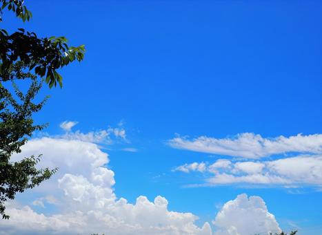 森と夏空 森と夏空 夏空,森,木の写真素材