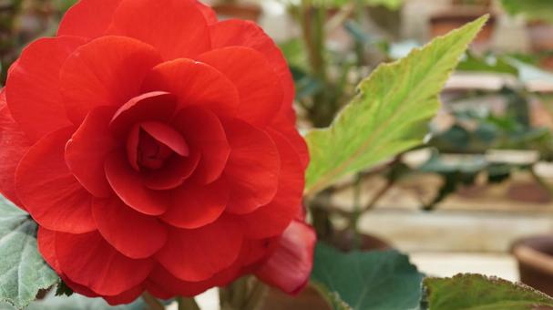 ベゴニアの花 ベゴニアの花の写真