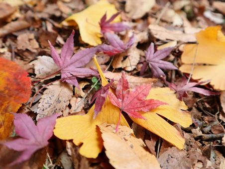 キレイな紅葉した葉 秋,めぶき,秋の訪れの写真素材