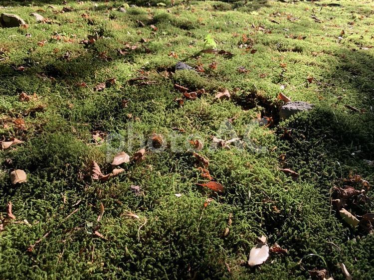 落ち葉と苔のじゅうたん 苔,落ち葉,じゅうたんの写真素材
