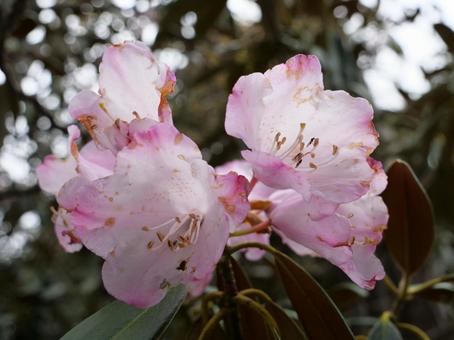 飛龍山のシャクナゲ 飛龍山のシャクナゲ 石楠花,しゃくなげ,シャクナゲの写真素材