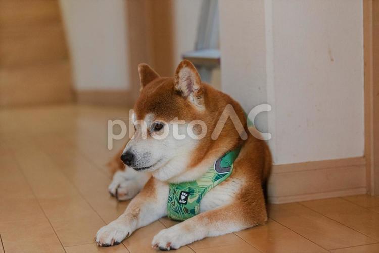 ほっとひと息ついてくつろぐ柴犬 柴犬,しばいぬ,日本犬の写真素材