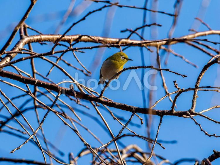 木の枝にとまるメジロ メジロ,野鳥,鳥の写真素材