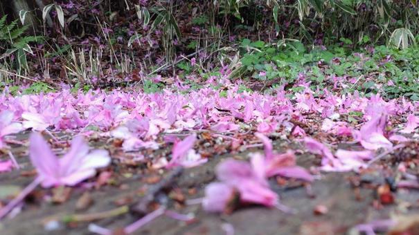 A carpet of azaleas, JPG