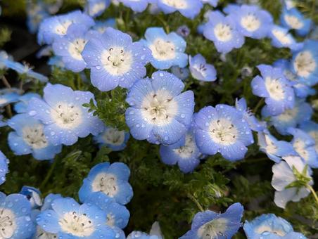 ネモフィラの写真