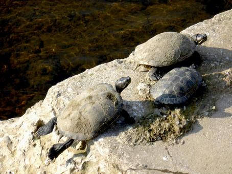 冬晴れの河川で日光浴をする三匹のカメ 冬晴れの河川で日光浴をする三匹のカメの写真