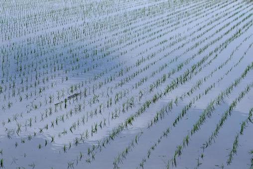 田植え 水田,田んぼ,稲の写真素材