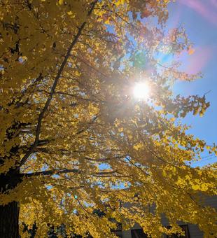 いちょう　紅葉 イチョウ,秋色,ネイチャーの写真素材