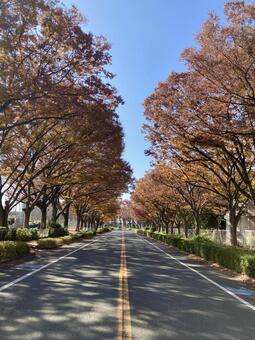 ケヤキの並木道（縦） けやき,紅葉,黄葉の写真素材