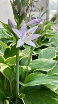 爽やかな早朝の擬宝珠(ギボウシ) 爽やかな早朝の擬宝珠(ギボウシ) ギボウシ,擬宝珠,薄紫の写真素材